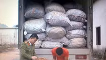 Vận chuyển trái phép trên 7 tấn củ ba kích, bị phạt 70 triệu đồng