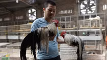 Kĩ sư lập trình bỏ việc lương cao về lập trang trại nuôi gà cảnh