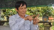 Ở "thủ phủ" mai vàng miền Trung