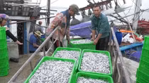 Ngư dân Quảng Trị “trúng đậm” cá cơm đầu năm
