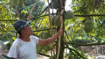 Sầu riêng rớt giá, nhà vườn kêu “trời”