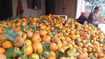 Nông dân thất thu vì quýt được mùa, rớt giá