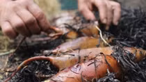 Chuột ơi là chuột 