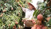 Sẽ công bố số liệu thống kê về khu vực kinh tế chưa được quan sát