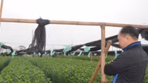 Người trồng hoa ở Tây Tựu lo không kịp vụ Tết