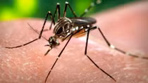 HongKong có ca nhiễm Zika đầu tiên