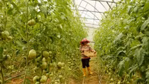 Rau Trung Quốc “thay áo” Đà Lạt bán giá cao