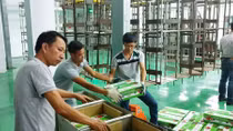 Vải thiều được chiếu xạ tại Hà Nội - Rộng đường xuất ngoại