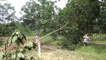 Ráo riết điều tra thủ phạm chặt phá hàng trăm cây cao su