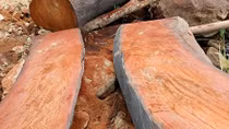 Khu bảo tồn sông Thanh bị xẻ thịt