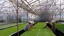 Đầu tư vào nông nghiệp công nghệ cao: Làm gì để hiệu quả?
