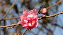 Hoa đào bùng nở trong nắng đông