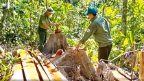 Nhiều câu hỏi xung quanh vụ phá rừng nghiêm trọng ở Phú Yên