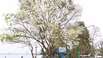 Hà Nội đẹp ngỡ ngàng trong mùa hoa sưa