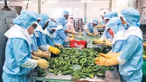 Xuất khẩu các mặt hàng nông nghiệp tăng từ đầu năm