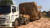 Cục CSGT báo cáo Thủ tướng về xe chở “cây khủng” vi vu trên QL 1