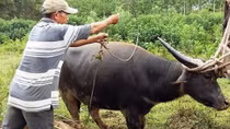 Bắt trâu hoang tấn công gây thương tích nhiều người