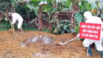 Dịch tả lợn châu Phi lan rộng ở 62 tỉnh, thành