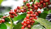 Ngăn chặn tình trạng trộm cắp cà phê tại các tỉnh Tây Nguyên