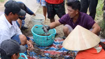 Nông dân Cà Mau trúng đậm tôm càng xanh trái vụ