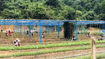 Trồng rau, nuôi lợn cải thiện bữa ăn cho học sinh miền núi Quảng Nam