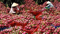 Nông sản Việt cần tận dụng cơ hội mới, tham gia vào chuỗi cung ứng toàn cầu