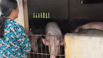 Cách nào để cứu nông dân