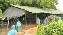 Xuất hiện ổ dịch cúm gia cầm H5N6 có độc lực mạnh tại Phú Yên