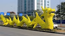 Rà soát lại toàn bộ việc trang trí cây xanh trong dịp Tết ở Hài Phòng