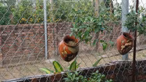 Quất cảnh bonsai hút hàng dịp cuối năm