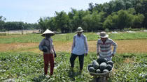 Quảng Nam kêu gọi hỗ trợ nông dân tiêu thụ dưa hấu