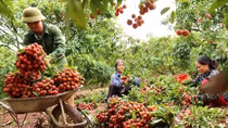 Kiến nghị cho chuyên gia Nhật Bản sang Việt Nam không phải cách ly 14 ngày