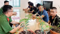 Lan đột biến là hiện tượng “bong bóng” không thể tồn tại lâu