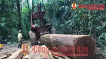 Những hình ảnh tố trùm buôn lậu gỗ Phượng “râu”
