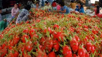 Xử phạt 28 người Trung Quốc thu mua thanh long trái phép tại Bình Thuận