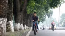 Di chuyển hơn 100 cây xanh trên phố Kim Mã để làm đường sắt đô thị