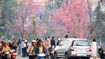 Mai anh đào khoe sắc trong nắng xuân nhuộm hồng Đà Lạt