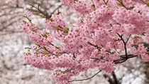 Thưởng lãm hoa anh đào bên Hồ Gươm, Hà Nội