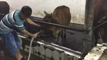 Bơm nước giếng vào bò trước khi mổ để tăng trọng lượng
