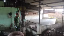 Tiêu hủy trên 2 tấn lợn lở mồm, long móng ở Đồng Nai