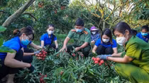 Công an Bắc Giang giúp nông dân thu hoạch vải