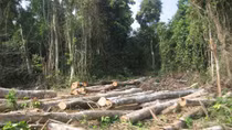 Kháng nghị giám đốc thẩm bản án xử bị cáo hủy hoại hơn 2,2 ha rừng ở Yên Bái