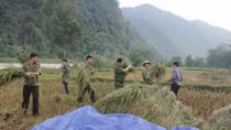 Công an Bắc Kạn xuống đồng gặt lúa giúp dân
