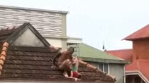 Đối tượng ngáo đá ném con trai 1 tuổi từ mái nhà xuống đất