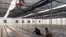 Trồng rau sạch thu tiền tỷ ở Tam Dương (Vĩnh Phúc)