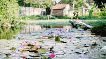Quê nhà chìm nổi
