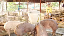 Khủng hoảng thừa đàn heo, yếu từ quy hoạch đến dự báo