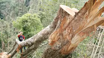 Rừng sẽ không bỏ đi, nếu chúng ta thật sự muốn giữ
