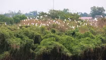 "Ngôi nhà" an toàn của hàng nghìn con cò ở Ninh Bình