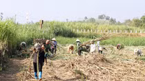 Tìm lối ra cho ngành Mía đường Việt Nam